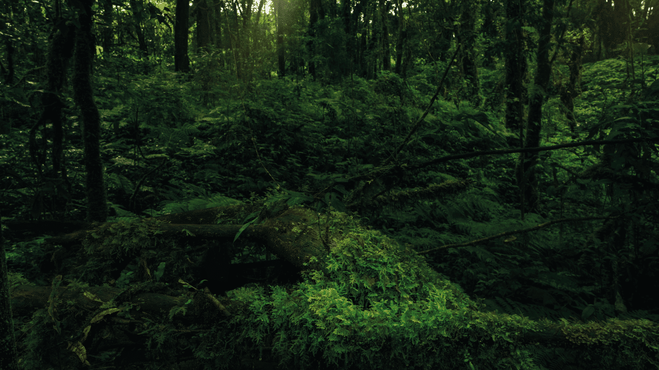 Biodiversidad