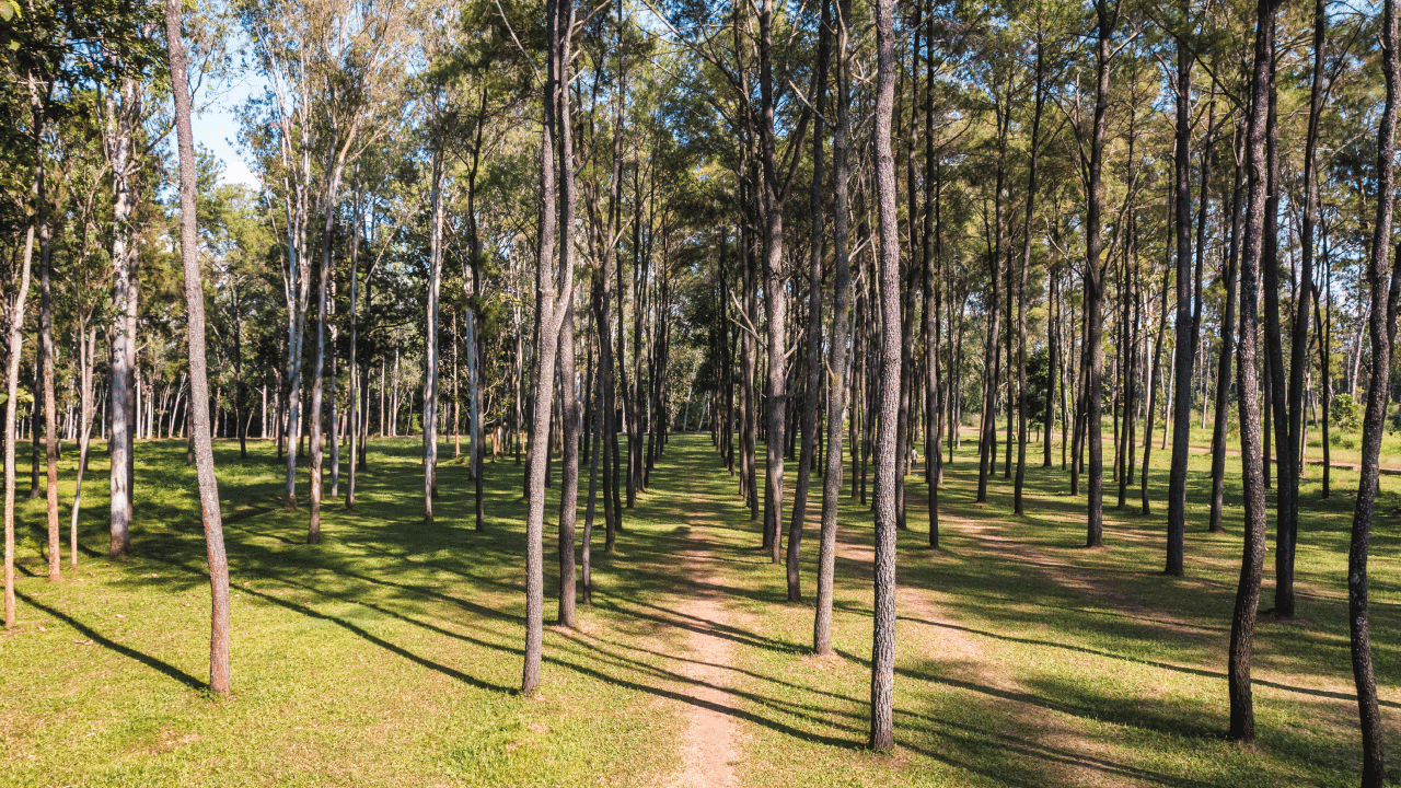 Zona forestal
