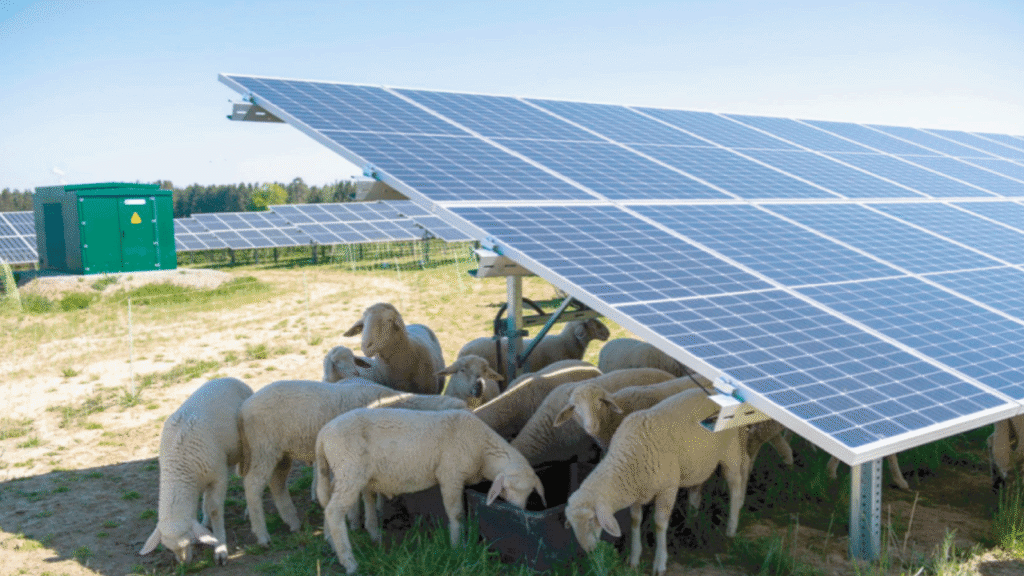 agrovoltaica